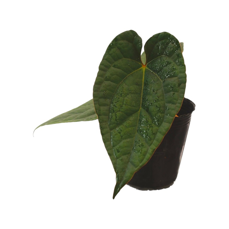 Anthurium Crystal Sky x Anthurium luxurians ‘Inverse crossing’
