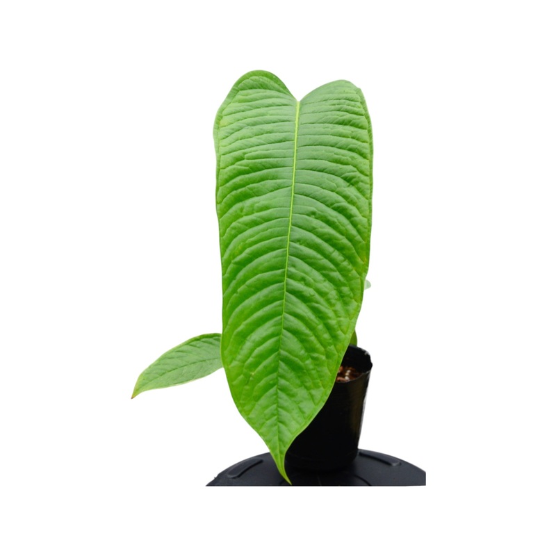 Anthurium cuspidatum Amazonas