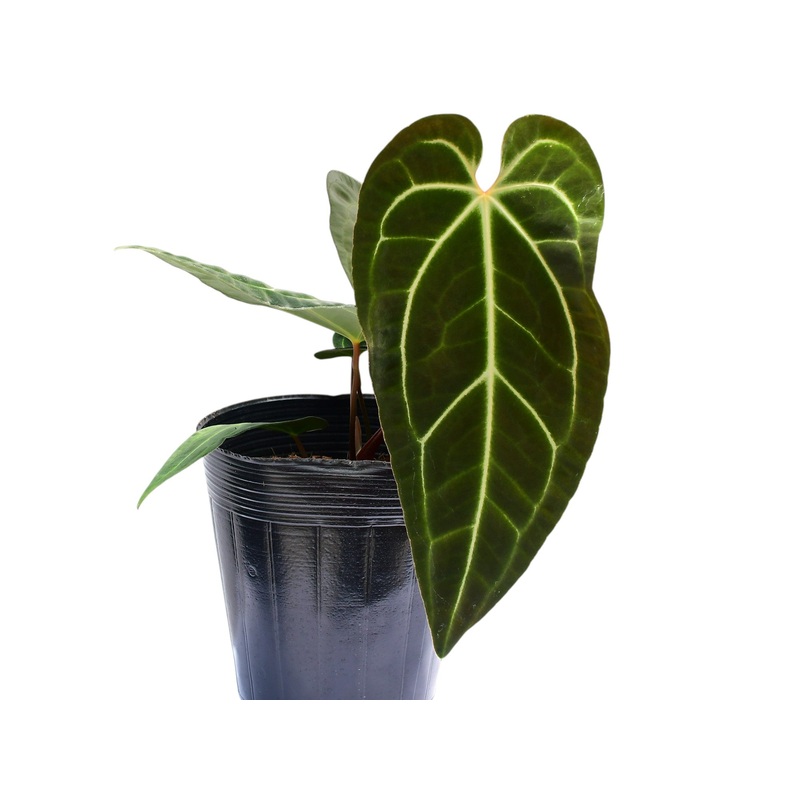 Anthurium Dr. Tom Croat
