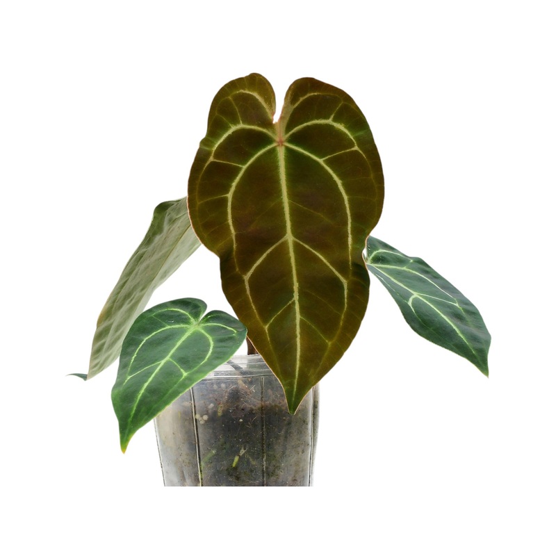 Anthurium Ecuagenera Green Soul ‘Inverse crossing’