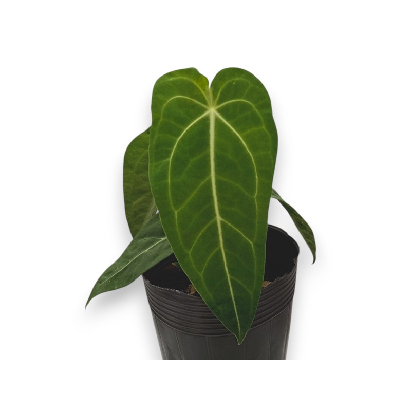 Anthurium Ecuagenera Queen x Anthurium forgetii