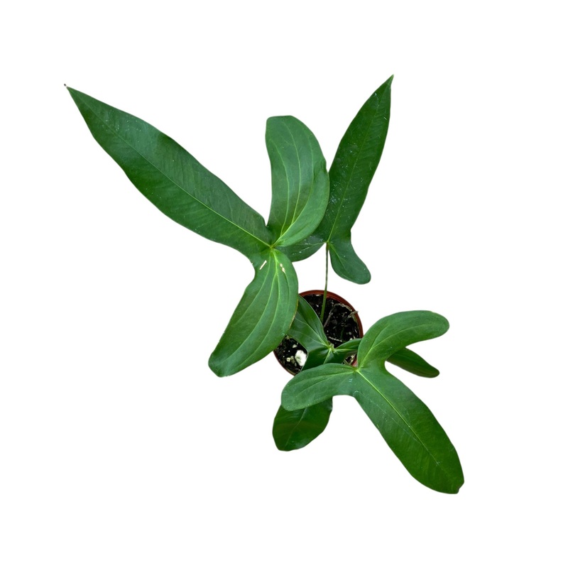 Anthurium falcatum aff