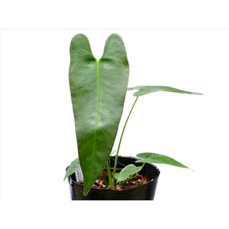 Anthurium longissimilobum (seedling)