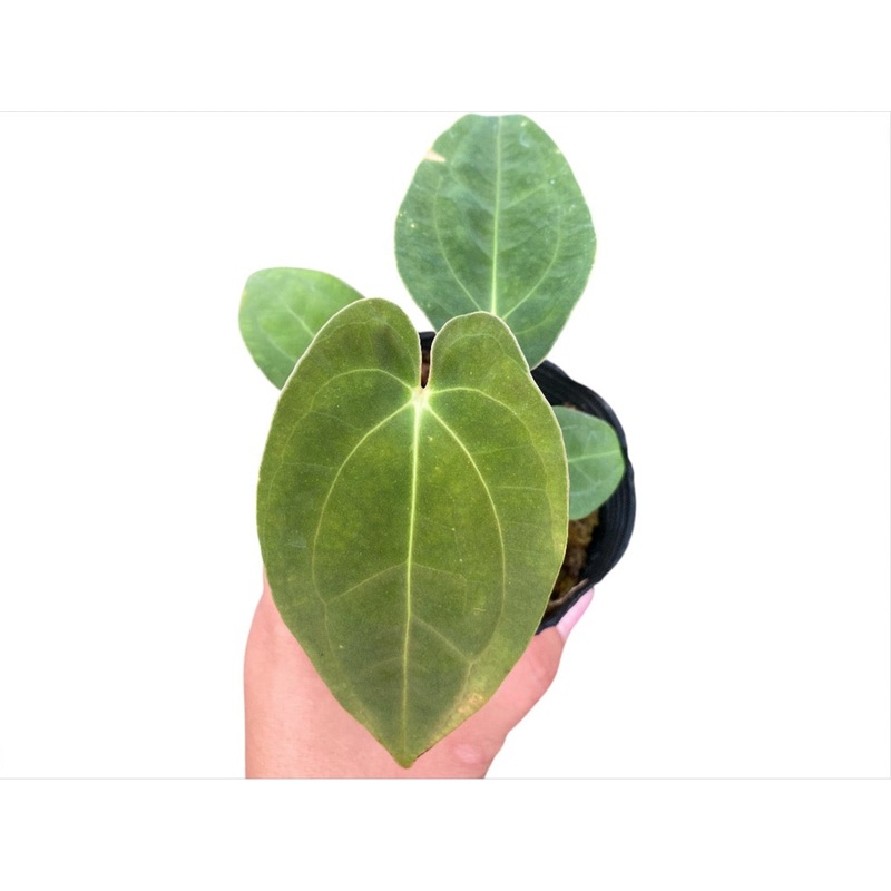 Anthurium papillilaminum (XS)