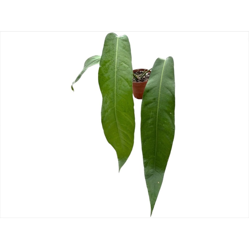 Anthurium pendulifolium ‘Triunfo’