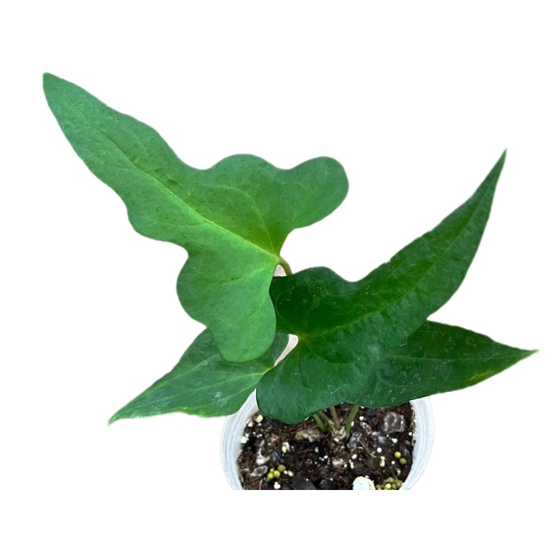 Anthurium podophyllum (seedling)
