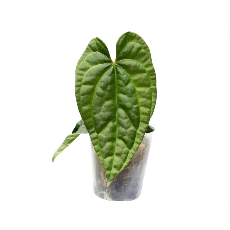 Anthurium Raven Soul ‘Inverse crossing’