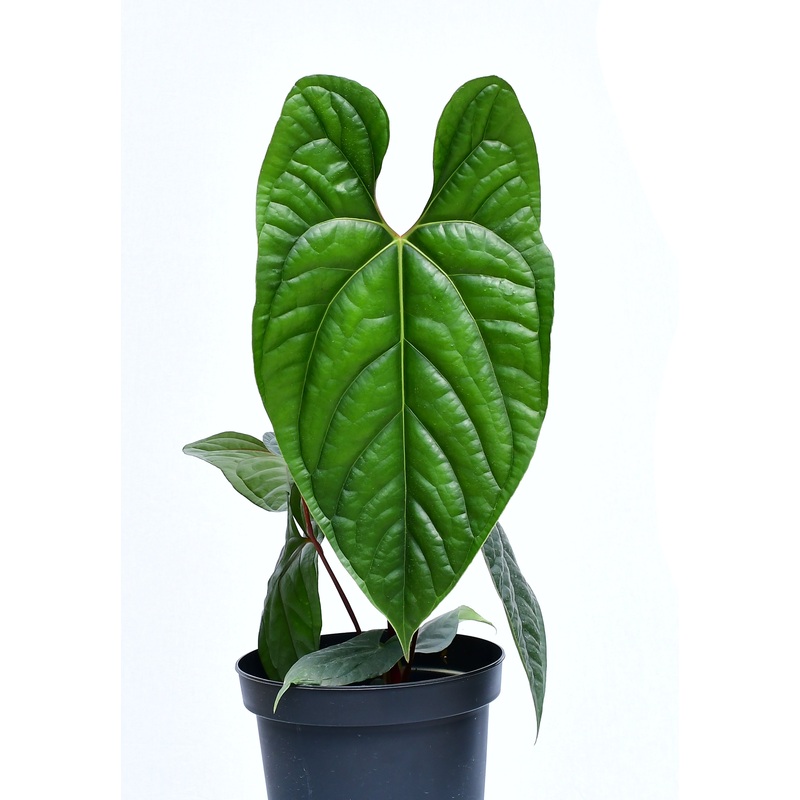 Anthurium Sparkling River