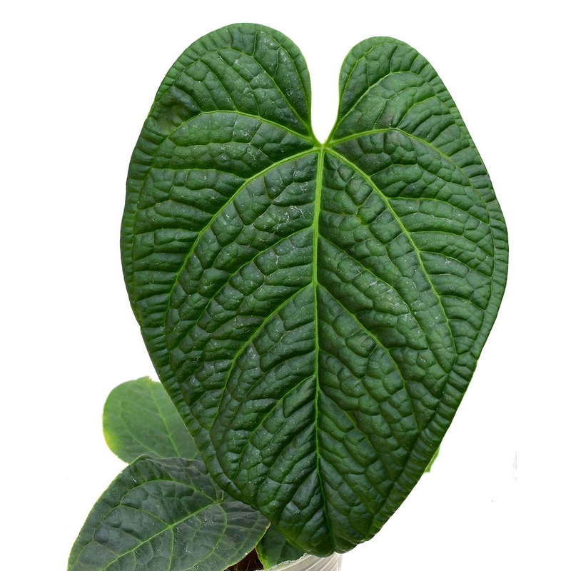 Anthurium Splendid Heart