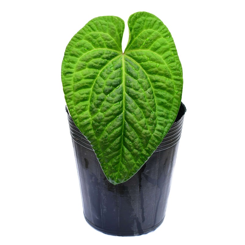 Anthurium Splendid Marthina