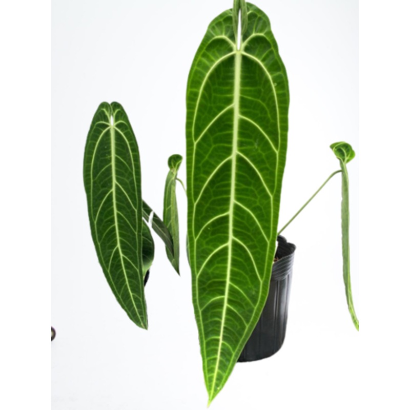 Anthurium warocqueanum ‘Big’