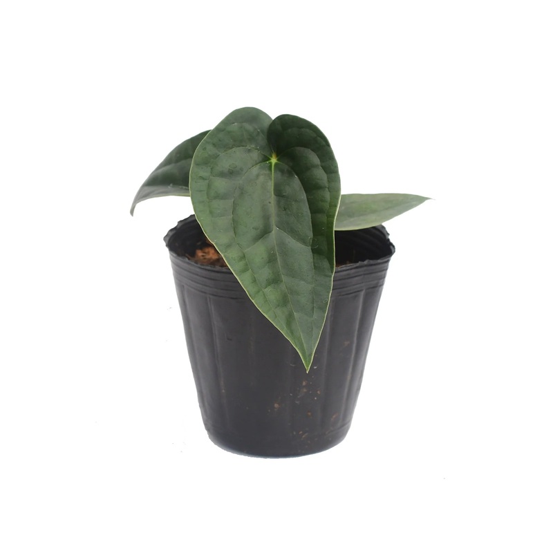 Anthurium Ximeportilla (seedling)