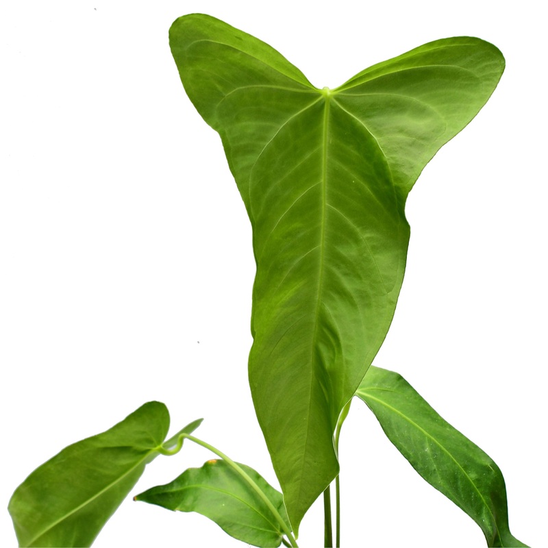 Anthurium Yasuni Heart x Anthurium warocqueanum ‘Fantasy’