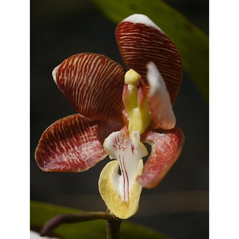 Arachnanthe cathcartii|9 cm|Nee|Ja