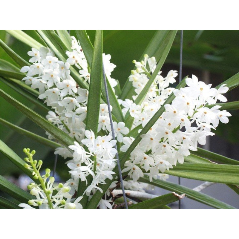Ascocentrum ampullaceum alba|Nee|Ja
