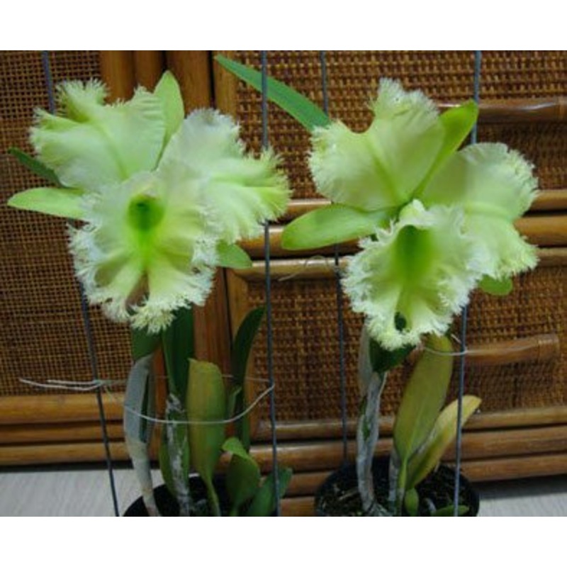 Blc. Golf Green Hair Pig|10 cm|Nee|Ja
