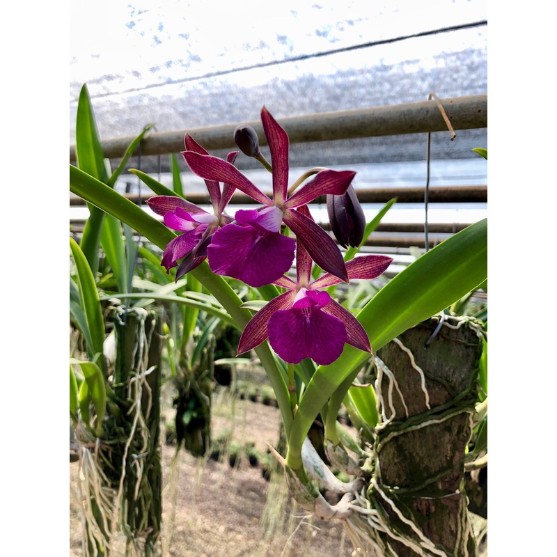 Brassavola Jairak star x Enc. Ranedii