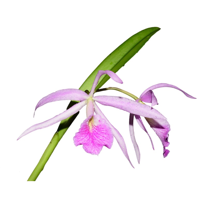 Brassocattleya Kay (Bc. Fuchs Star x L. purpurata var atropurpurea)