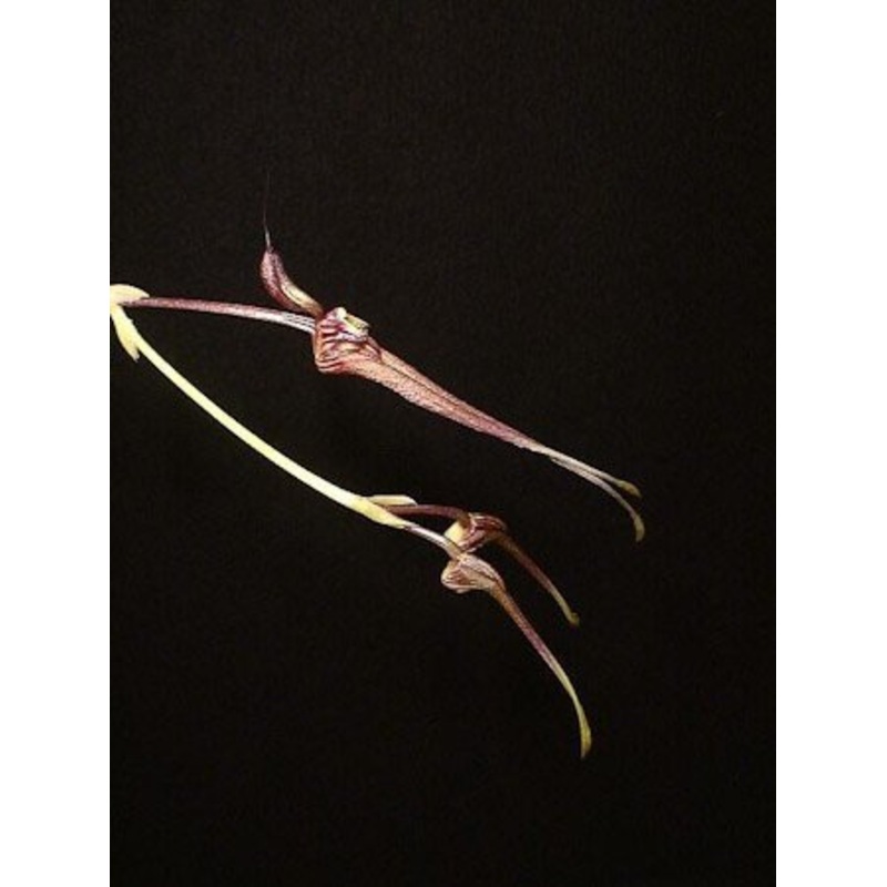 Bulbophyllum biflorum|8 cm|Nee|Ja