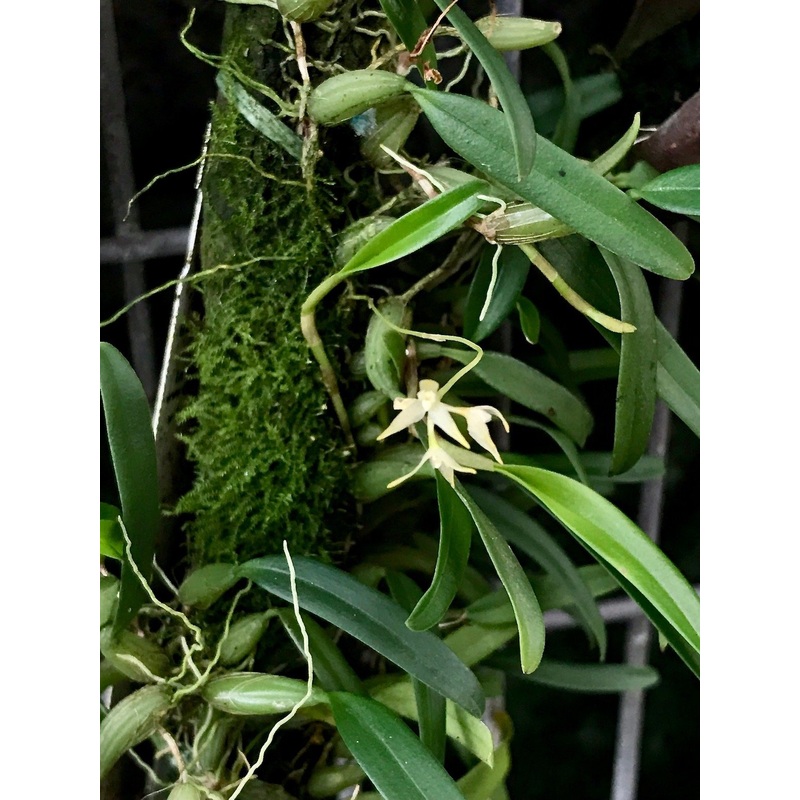 Bulbophyllum maxillare|5.5 cm|Nee|Ja