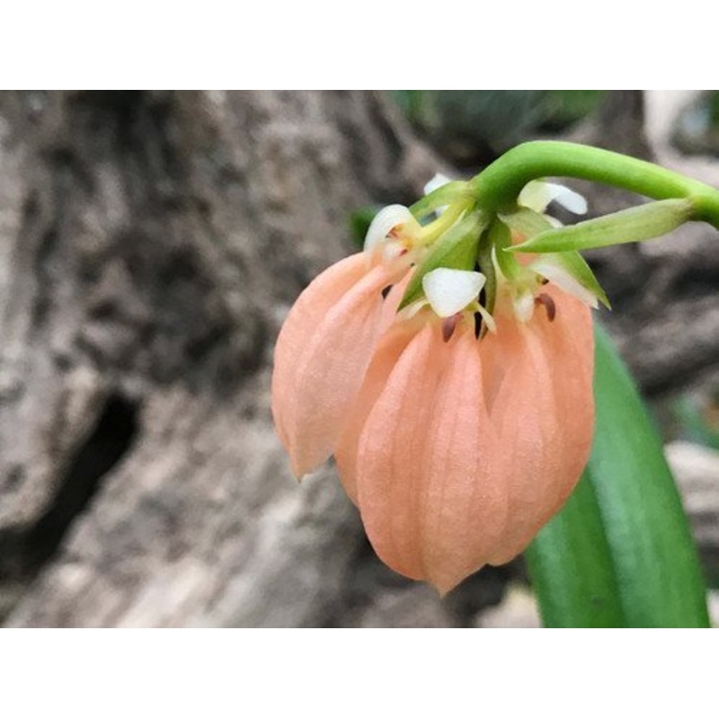 Bulbophyllum salmoneum|Nee|Ja