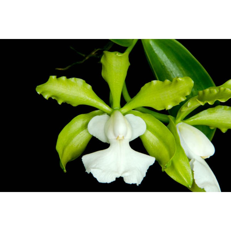 Cattleya aclandiae f.alba ‘SVO’AM/AOS x Self