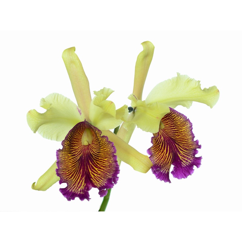 Cattleya dowiana