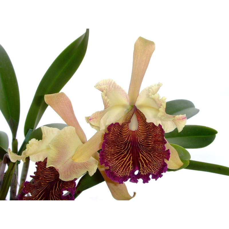 Cattleya dowiana aurea