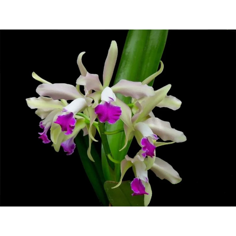 Cattleya Elegans (1879) x purple ‘The Best’