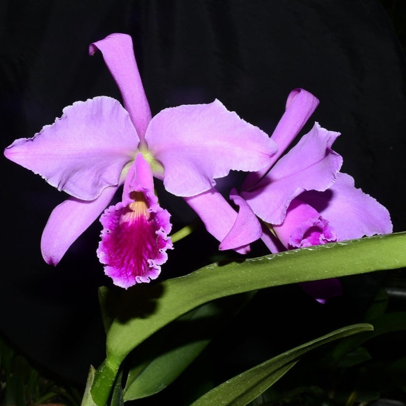 Cattleya jenmanii Splash