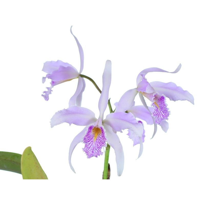 Cattleya maxima ‘Clarita’