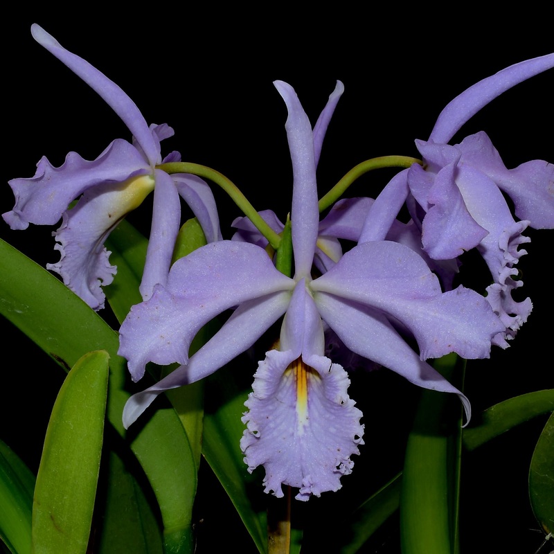Cattleya maxima f. coerulea ‘Angelo’ x ‘Hector’