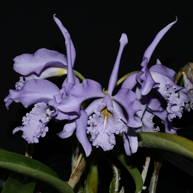 Cattleya maxima f. coerulea ‘Gigi’ x self