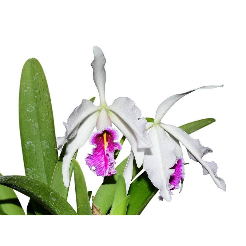 Cattleya maxima. f. semialba ‘Gigi’ x self