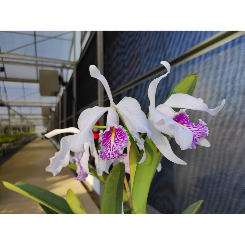 Cattleya maxima f. semialba striata