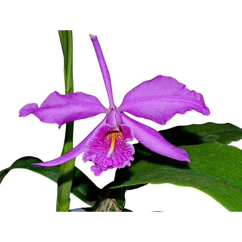 Cattleya maxima ‘Macara Pepe’ x ‘Gigi Dream’