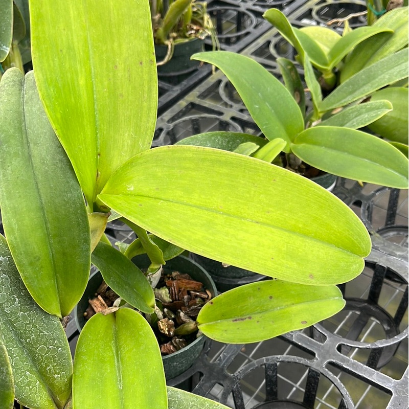 Cattleya Monarca ‘Pink Lip’