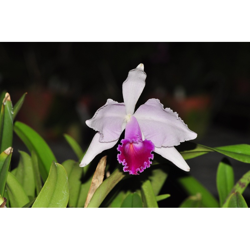 Cattleya quadricolor del tronco ec