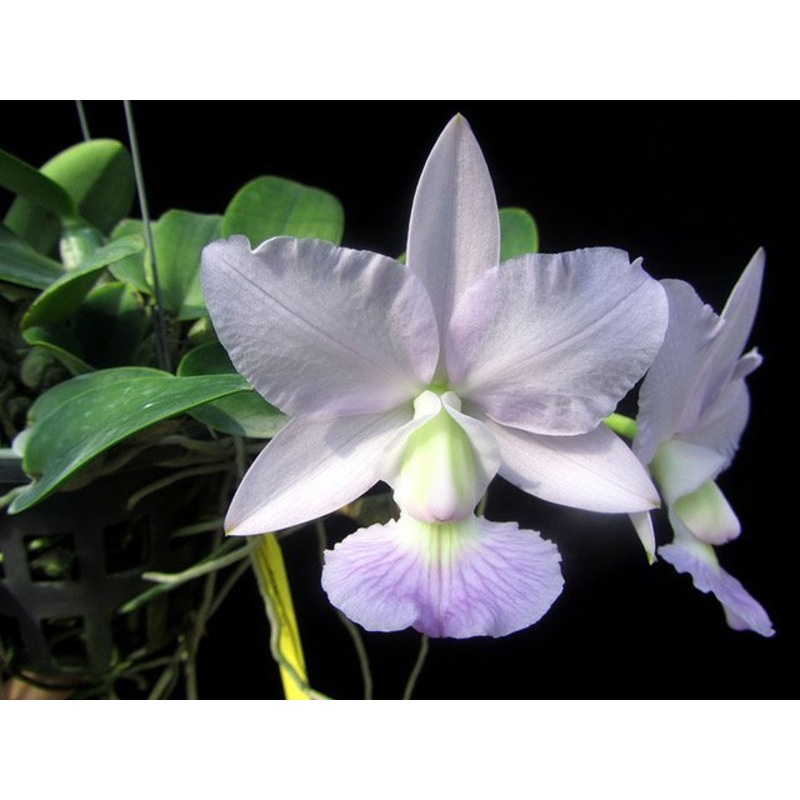 Cattleya walkeriana Blue  XXL|12 cm|Nee|Ja