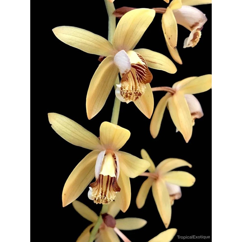 Coelogyne tomentosa