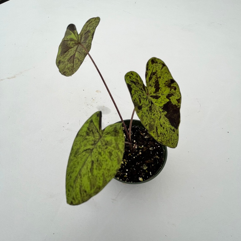 Colocasia esculenta ‘mojito’