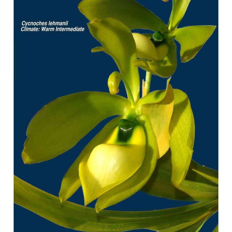 Cycnoches lehmannii