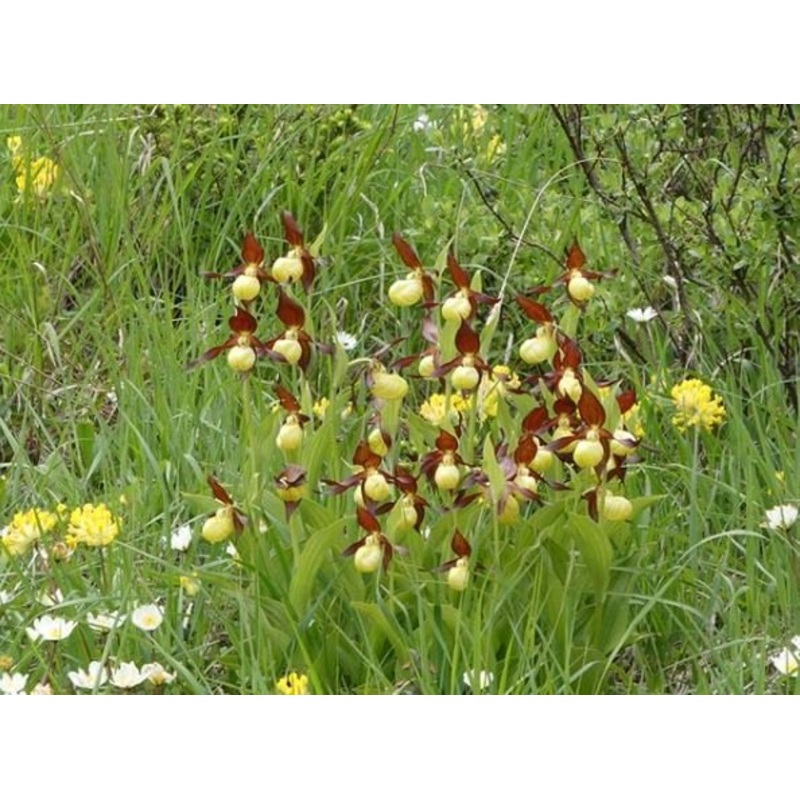 Cypripedium calceolus|12 cm|Nee|Ja