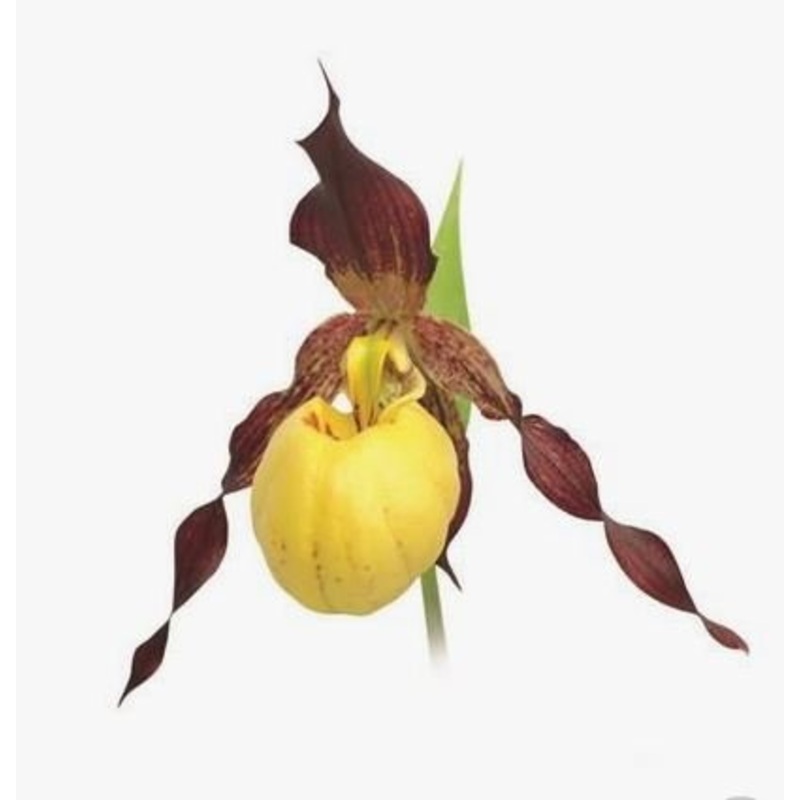 Cypripedium Emil|15 cm|Nee|Ja