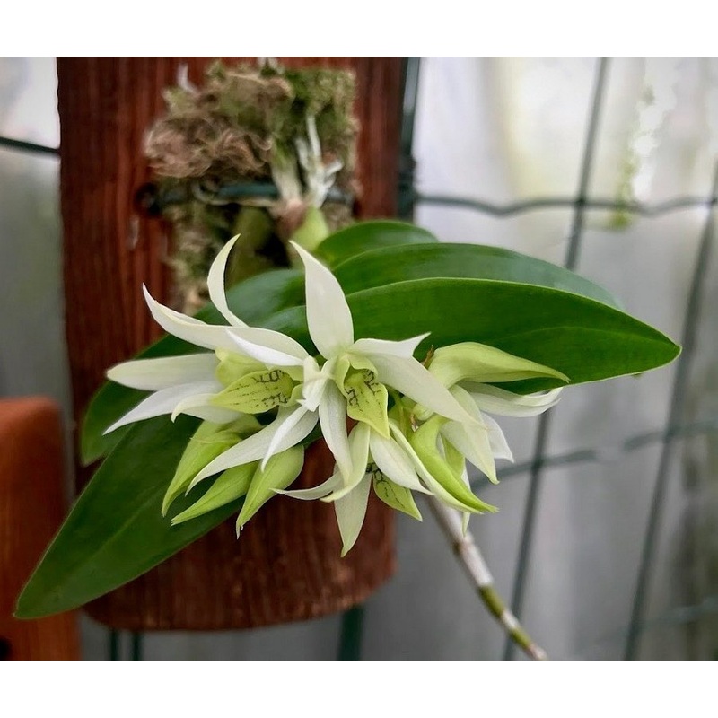 Dendrobium cuspidatum|3.5 cm|Nee|Ja
