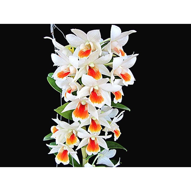 Dendrobium Dawn Maree x Rungkamol