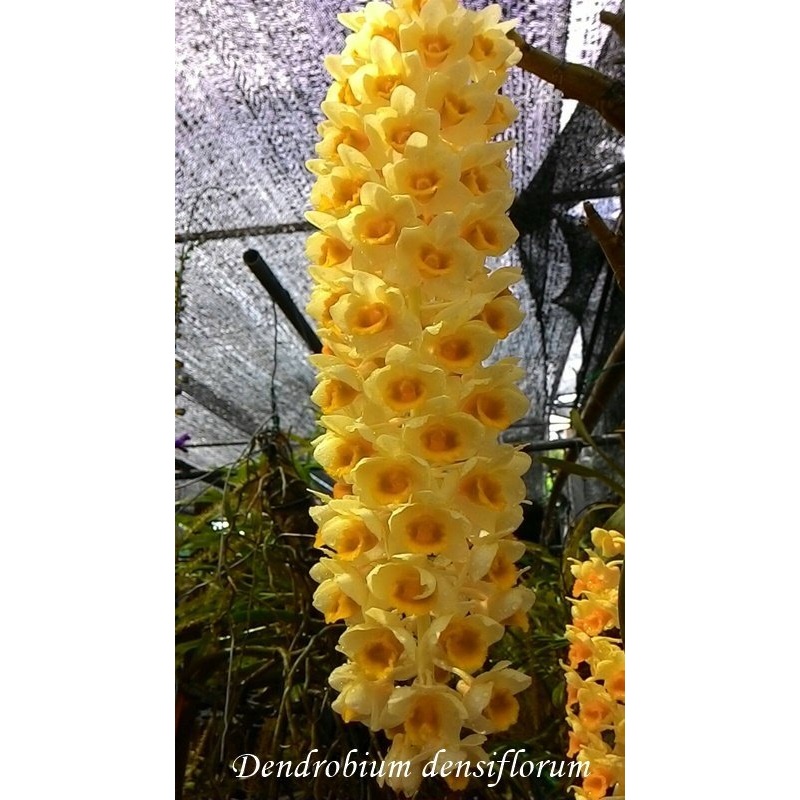 Dendrobium densiflorum|12 cm|Nee|Ja