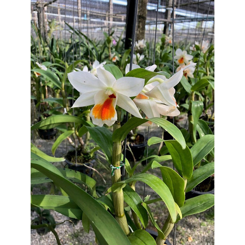 Dendrobium formosum Myanmar x Dendrobium Vergineum