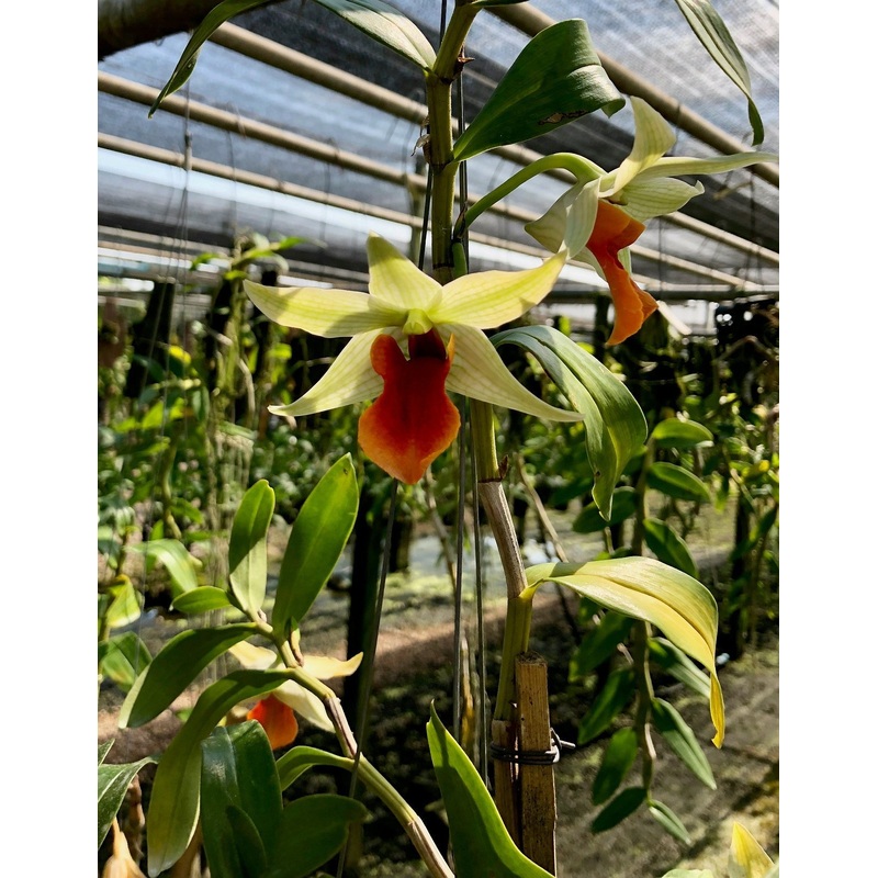Dendrobium Hsinying Frosty Maree x Dendrobium tobaense