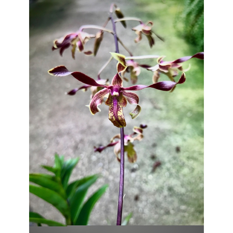 Dendrobium Jairak Firehorn Spider